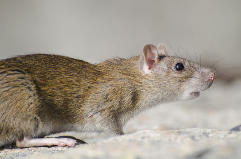 Eliminar plagas de ratas en Zaragoza