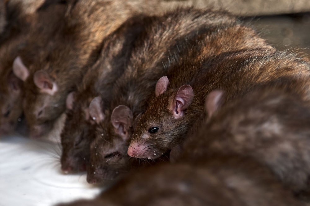 Exterminar plagas de ratas en Zaragoza